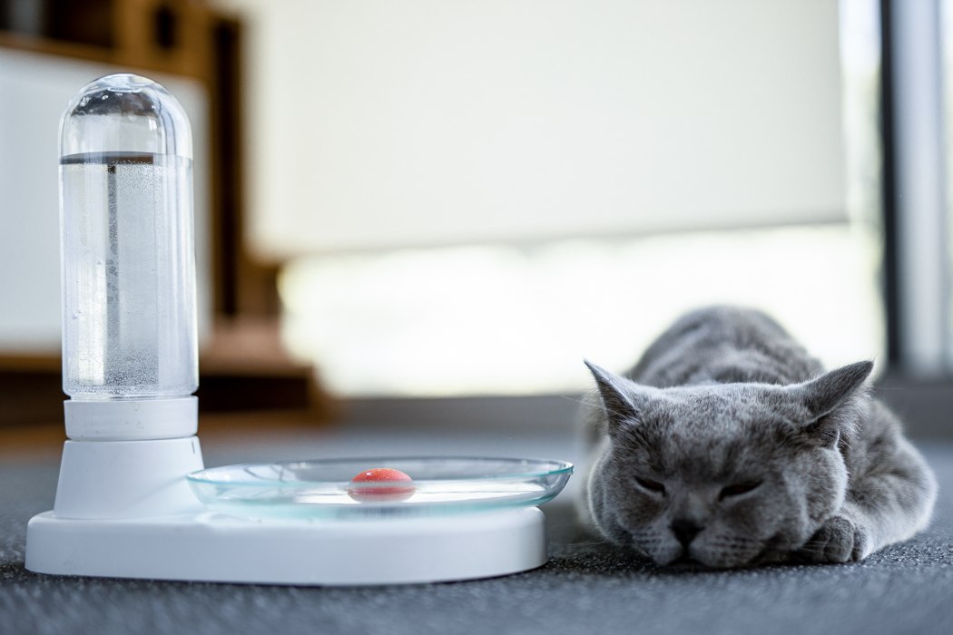 An application scenario or product detail of electric water bowls for cats - Image 15