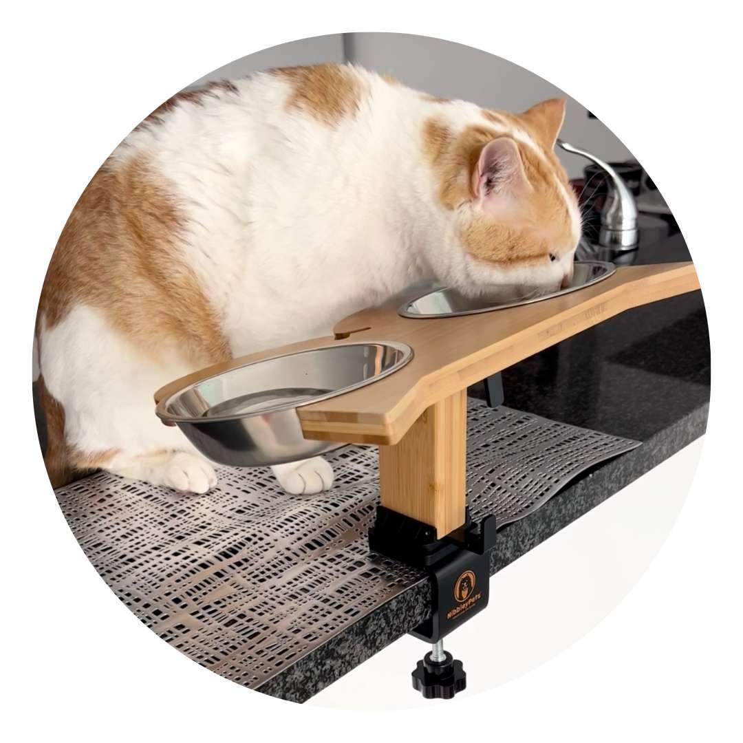 An application scenario or product detail of elevated cat feeder - Image 5