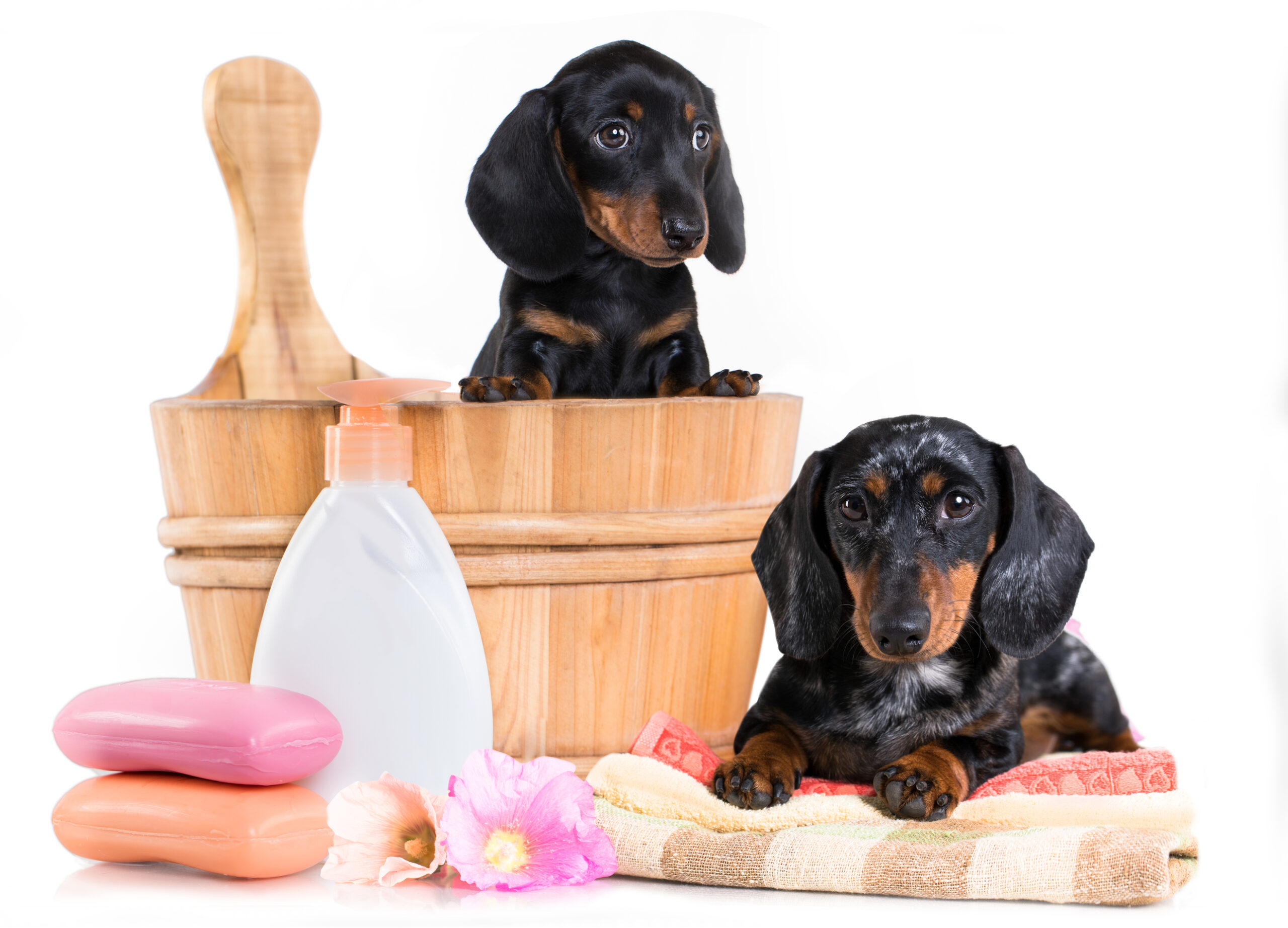 An application scenario or product detail of essential pet products - Image 12