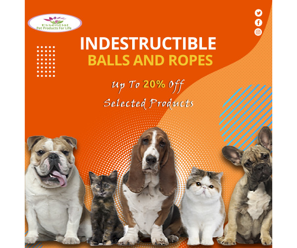 An application scenario or product detail of essential pet products - Image 16