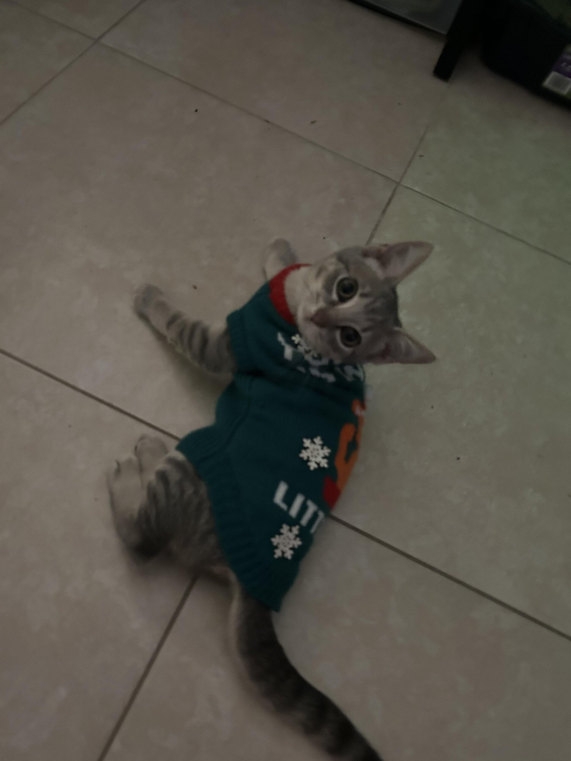 An application scenario or product detail of feed cat once a day - Image 11