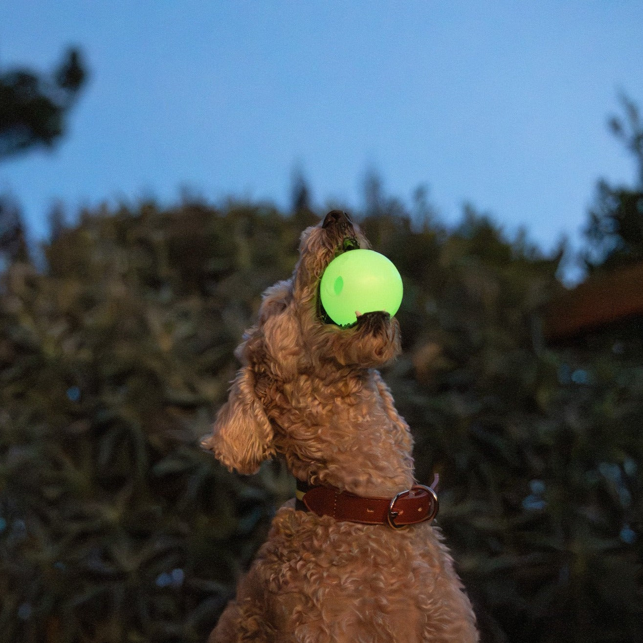An application scenario or product detail of glow in the dark dog ball - Image 9