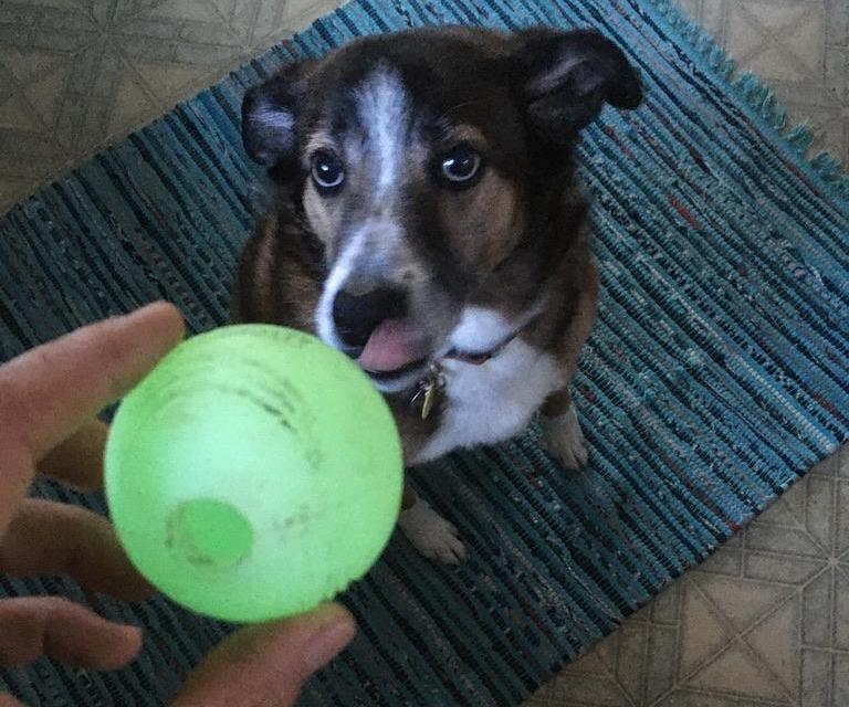 An application scenario or product detail of glow in the dark dog ball - Image 17