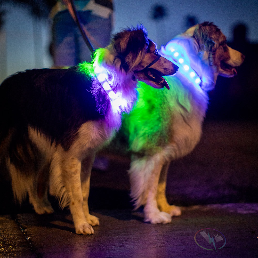 An application scenario or product detail of glow in the dark dog collar - Image 9