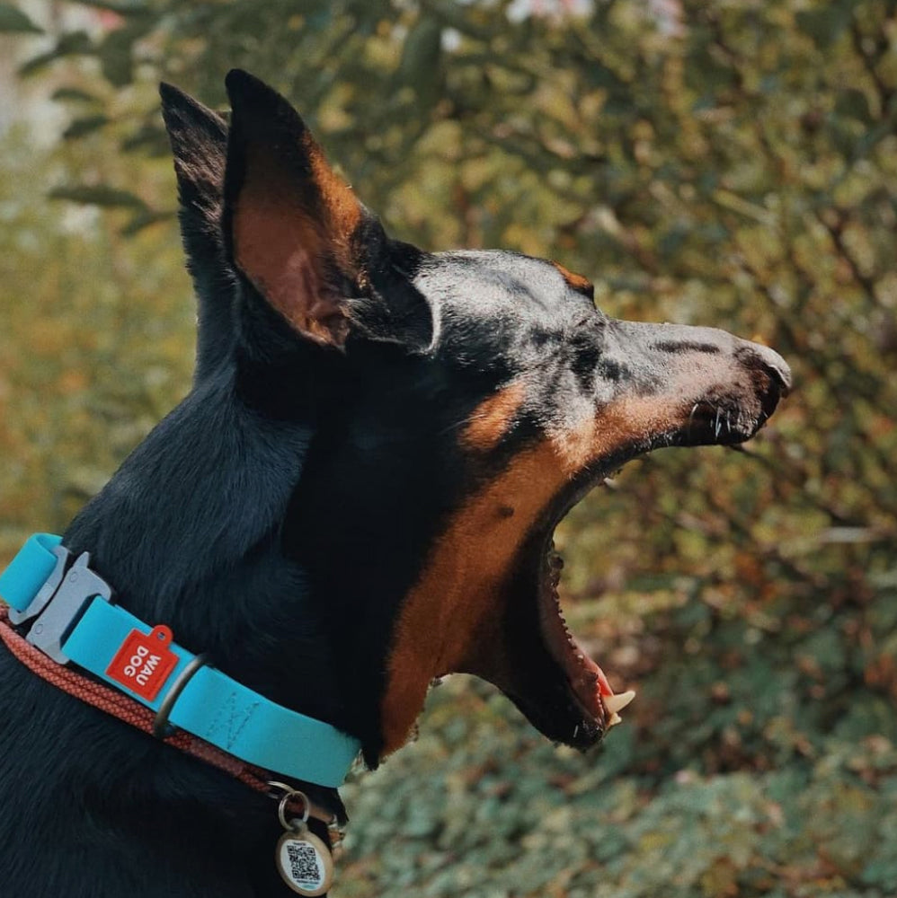 An application scenario or product detail of glow in the dark dog collar - Image 19