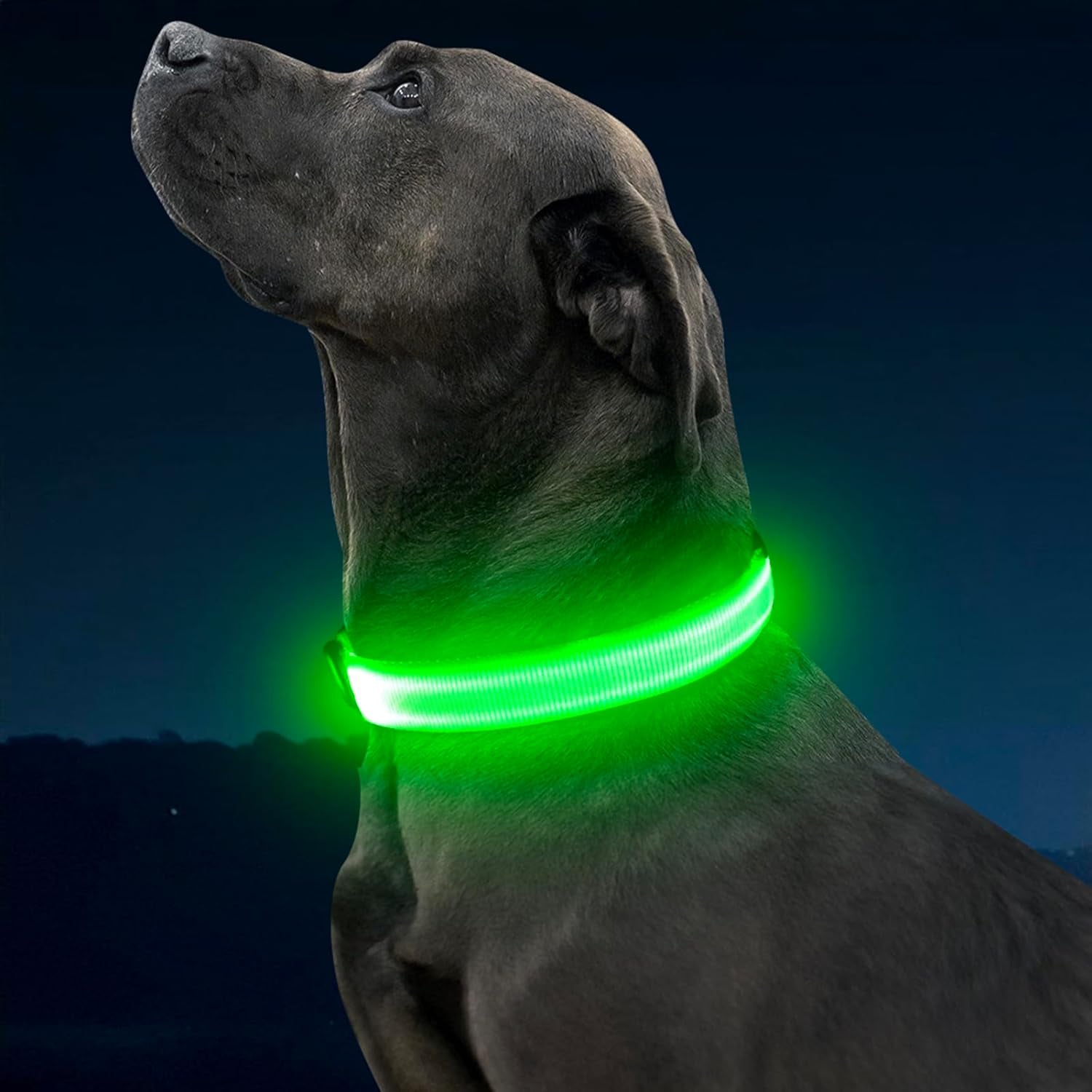 An application scenario or product detail of glow in the dark dog collar - Image 24