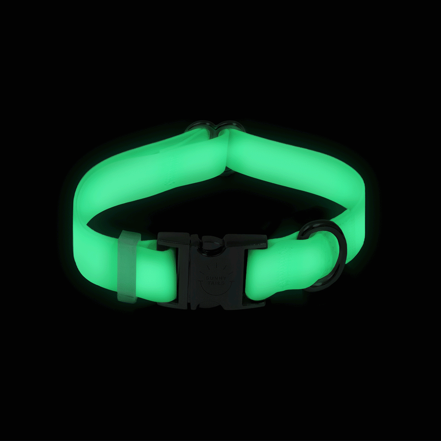 Featured image for the glow in the dark dog collar guide
