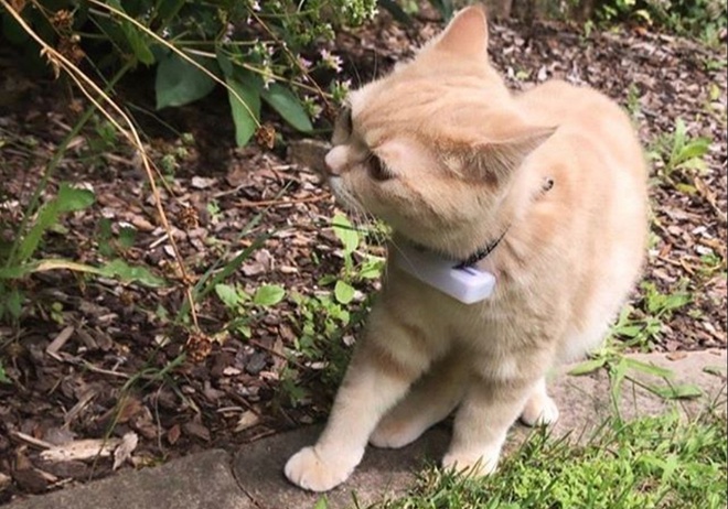 An application scenario or product detail of gps cat tracker chip - Image 8