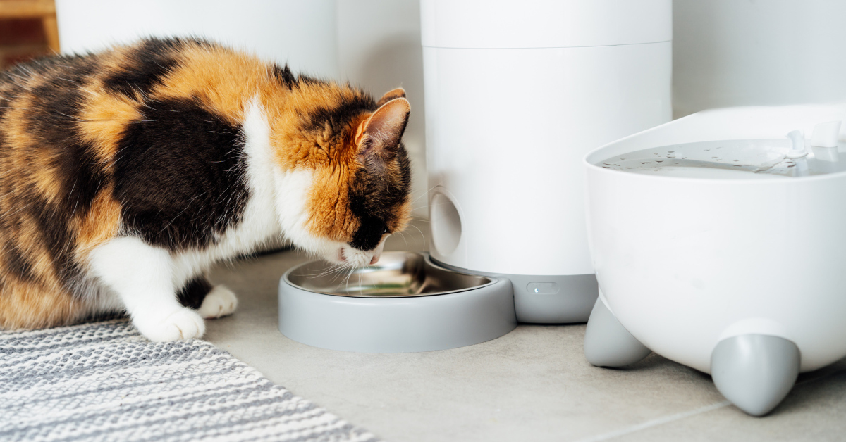 An application scenario or product detail of gravity feeder for cats - Image 14