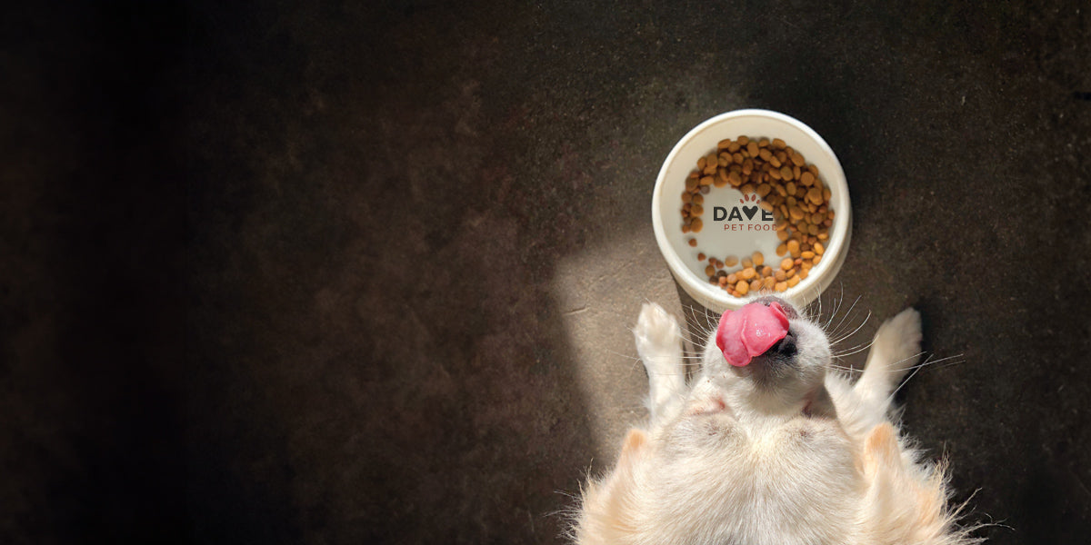 An application scenario or product detail of great choice pet food dispenser - Image 18