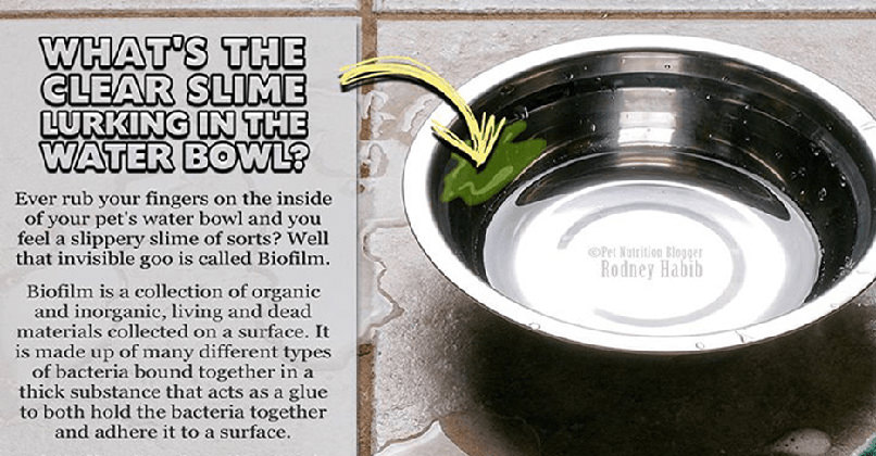 An application scenario or product detail of green algae in dog water bowl - Image 4