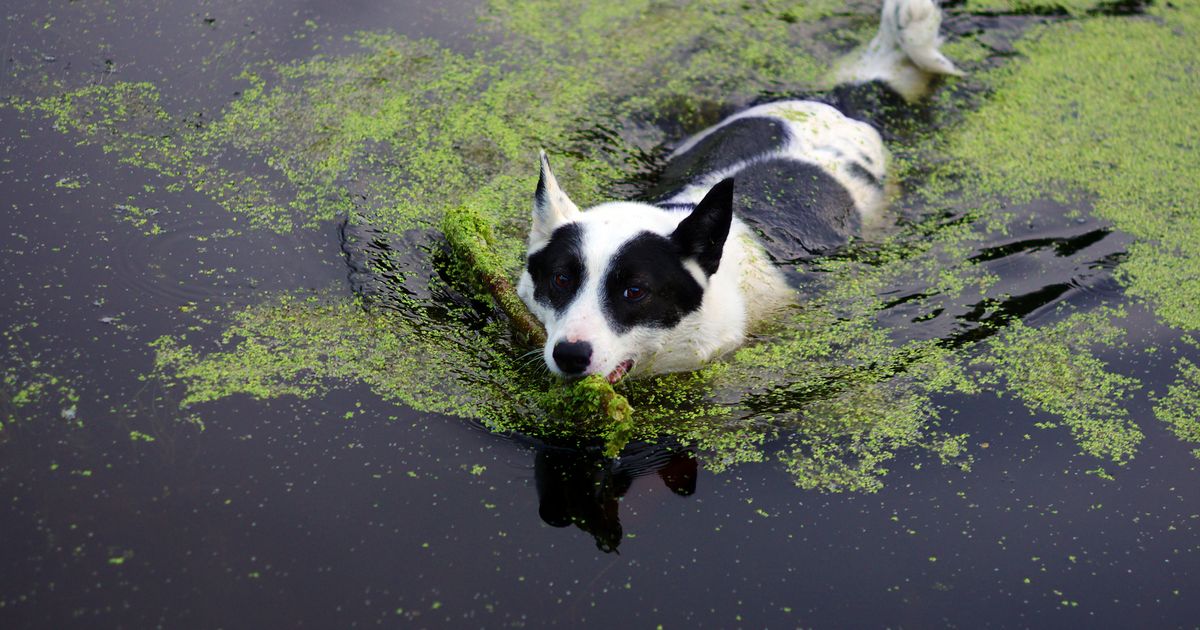 An application scenario or product detail of green algae in dog water bowl - Image 9
