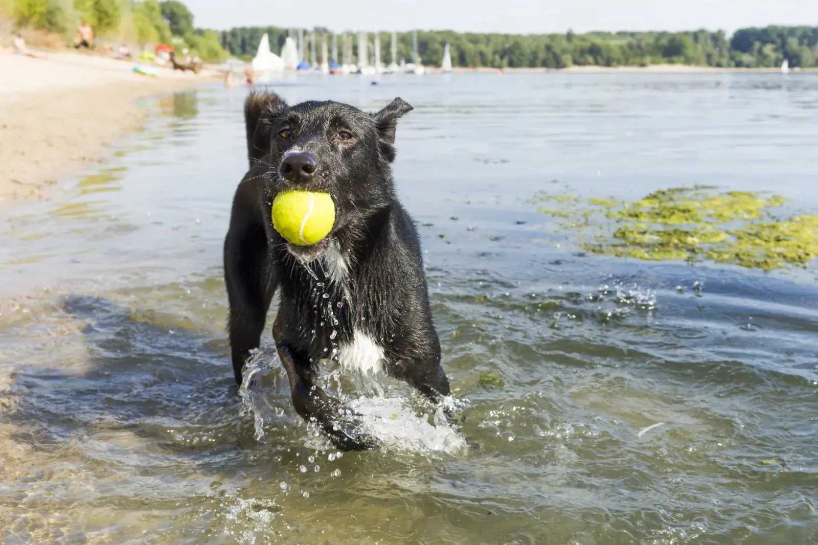 An application scenario or product detail of green algae in dog water bowl - Image 10