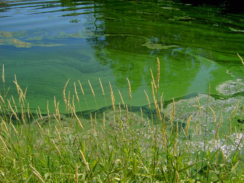 An application scenario or product detail of green algae in dog water bowl - Image 11