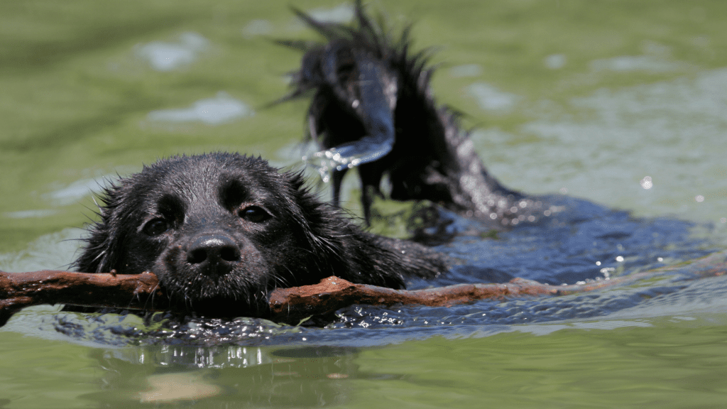 An application scenario or product detail of green algae in dog water bowl - Image 13