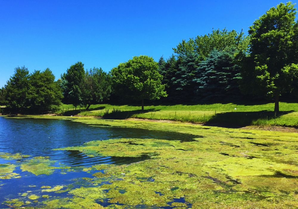 An application scenario or product detail of green algae in dog water bowl - Image 14