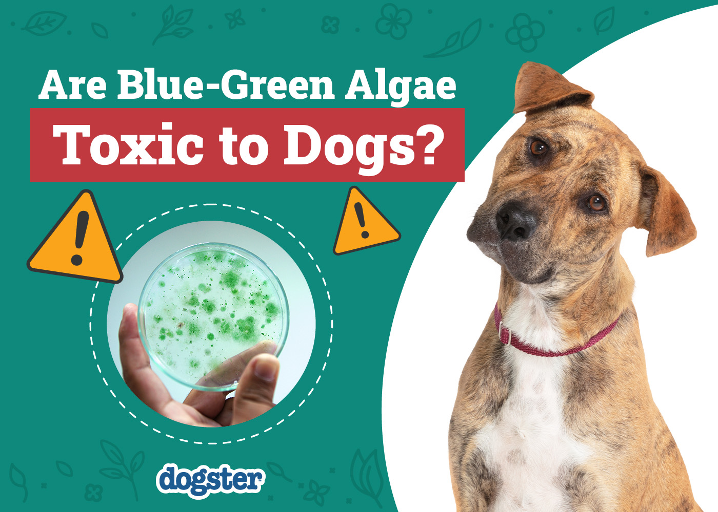 An application scenario or product detail of green algae in dog water bowl - Image 15
