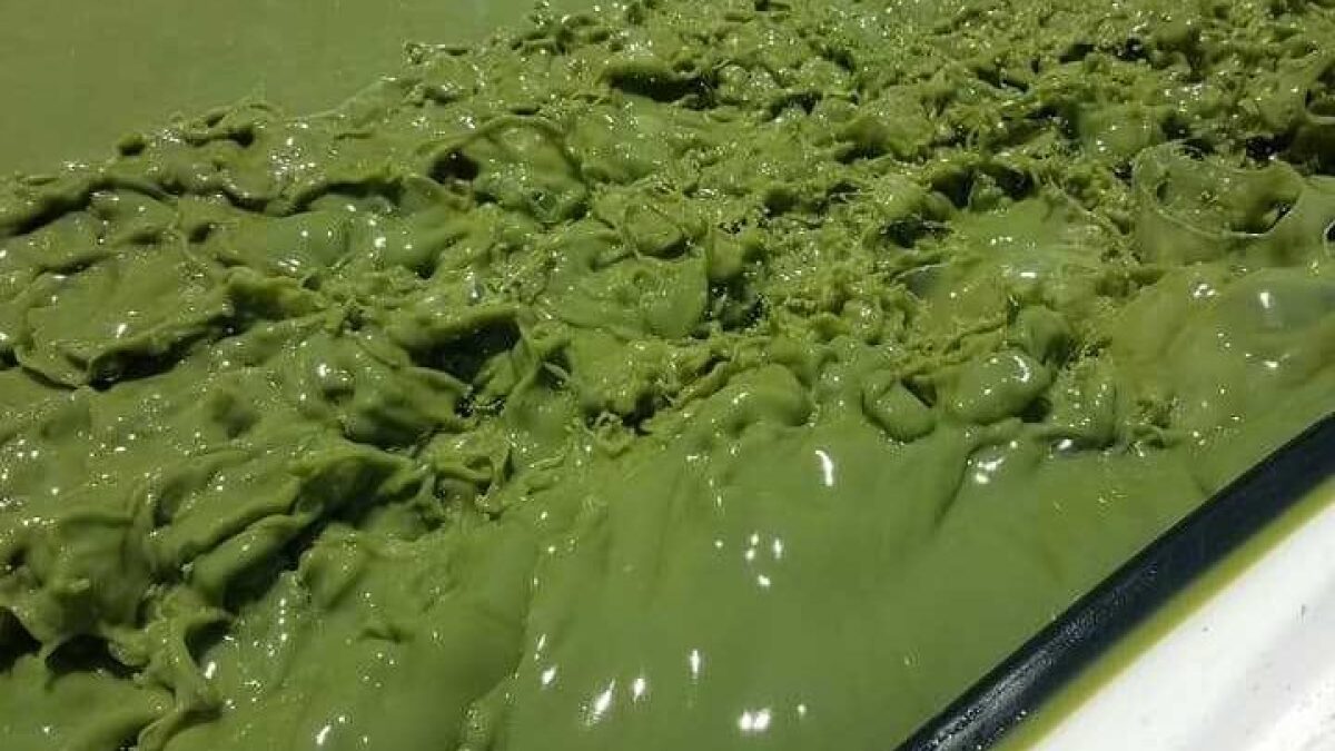 An application scenario or product detail of green algae in dog water bowl - Image 21