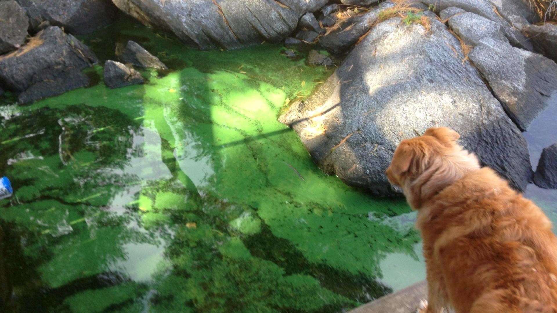 An application scenario or product detail of green algae in dog water bowl - Image 22
