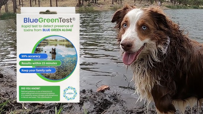 An application scenario or product detail of green algae in dog water bowl - Image 24