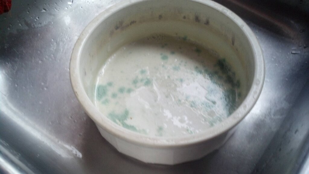 Featured image for the green algae in dog water bowl guide