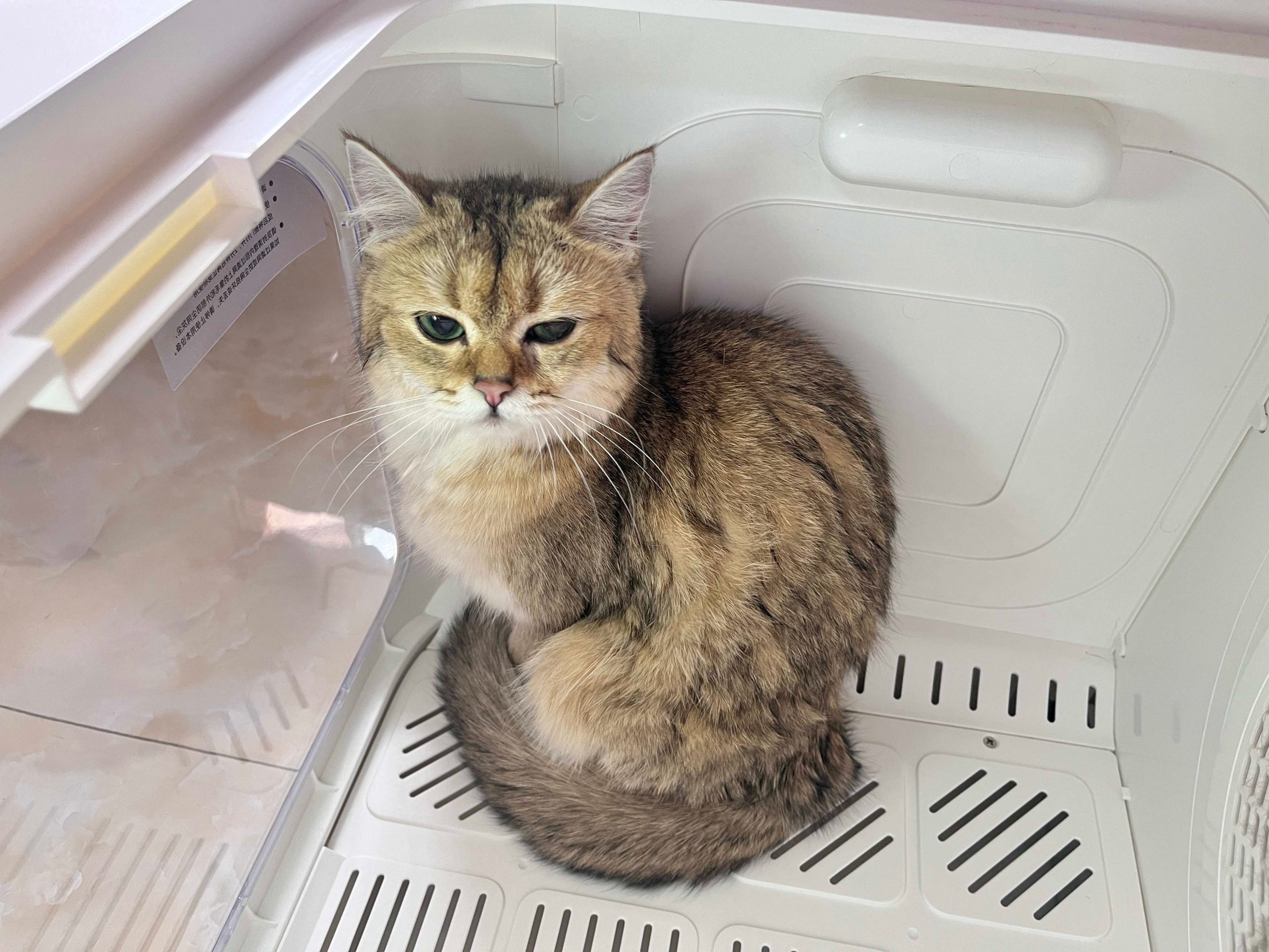 An application scenario or product detail of hair dryer for cats - Image 24