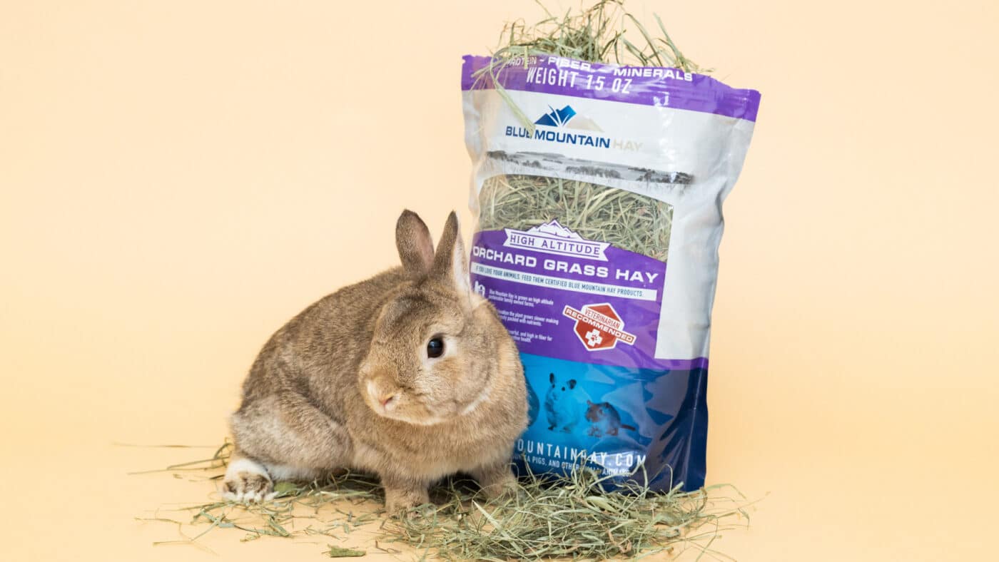 An application scenario or product detail of hay for rabbits - Image 11
