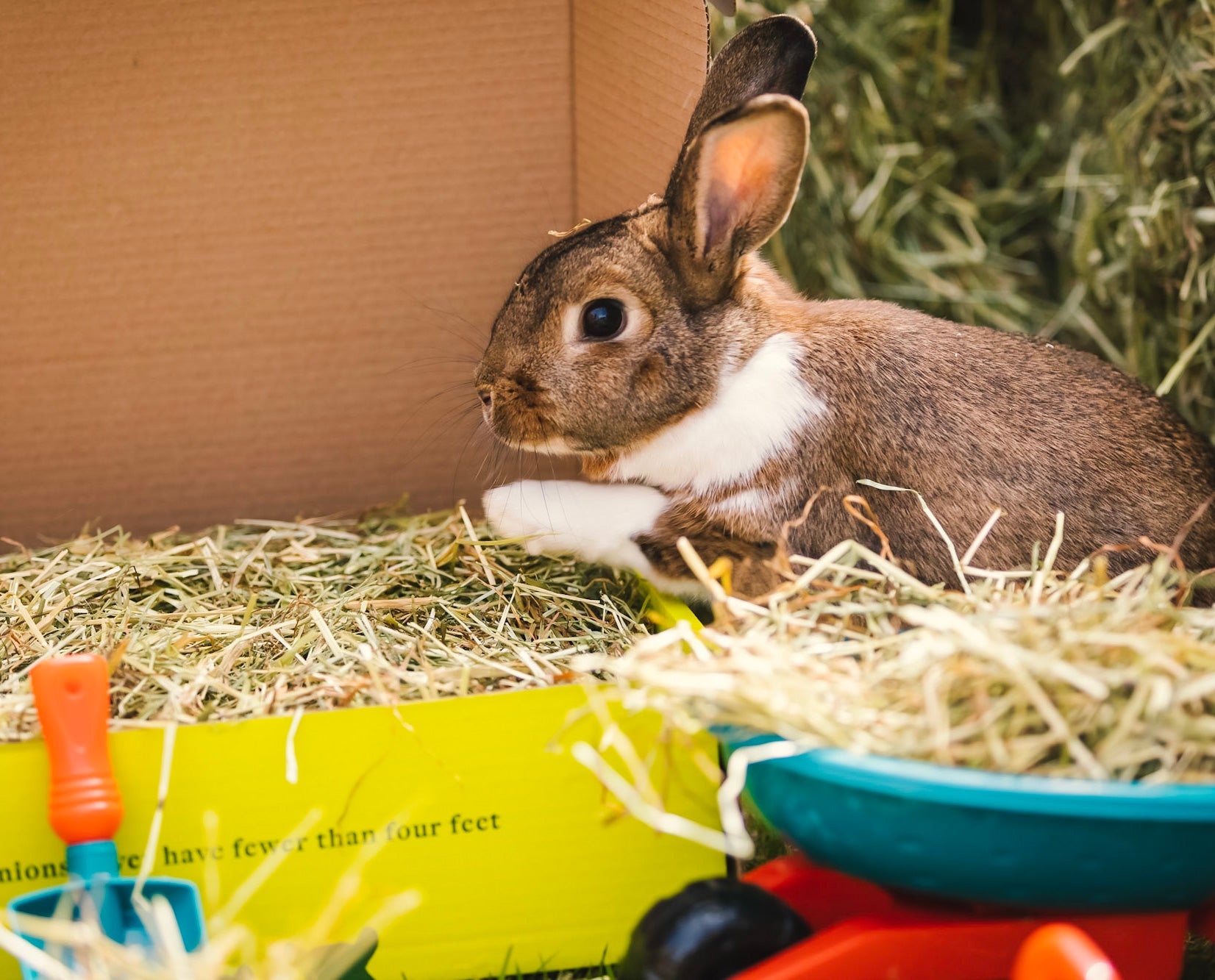 An application scenario or product detail of hay for rabbits - Image 20