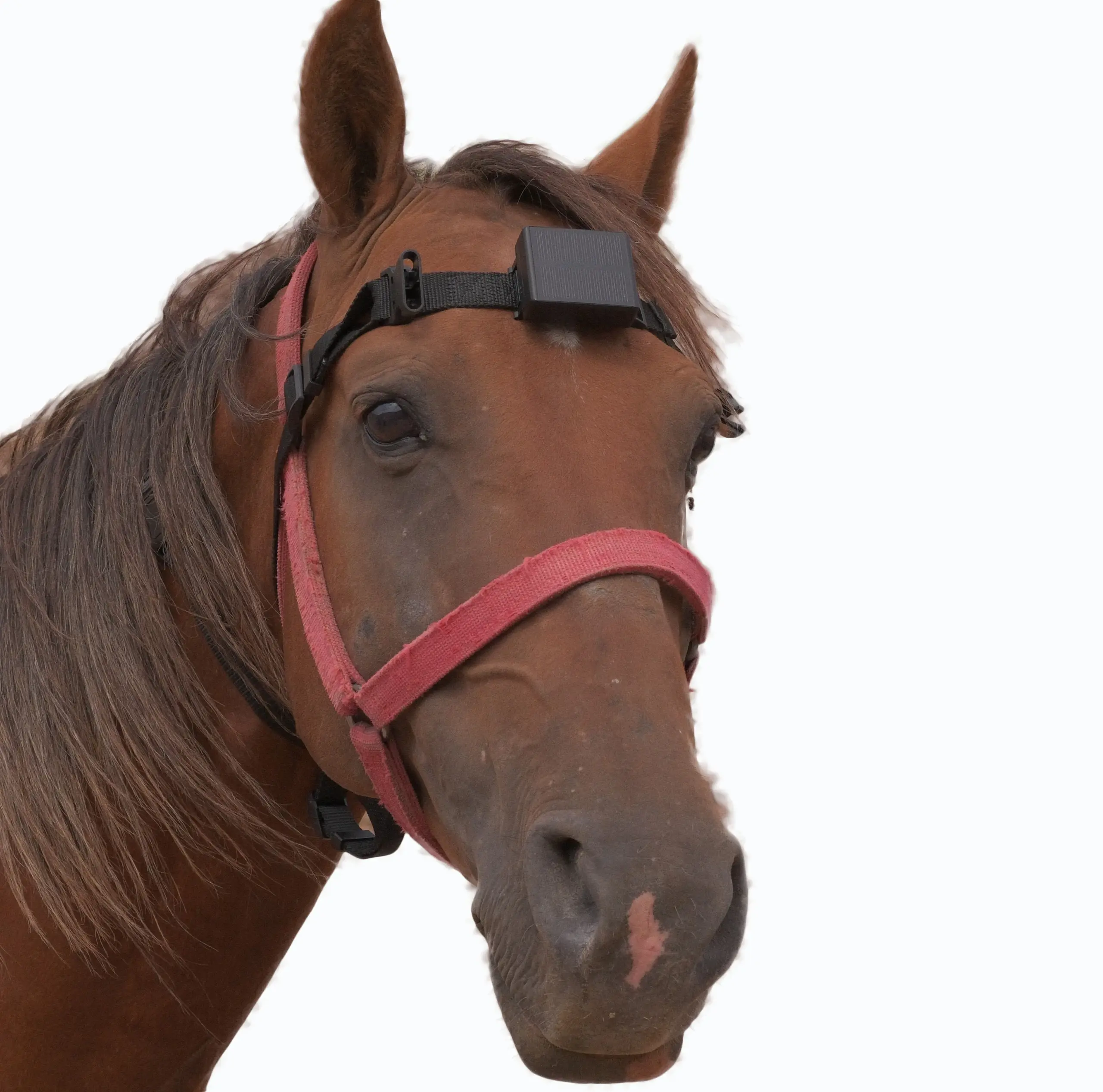 An application scenario or product detail of horse gps tracker - Image 14