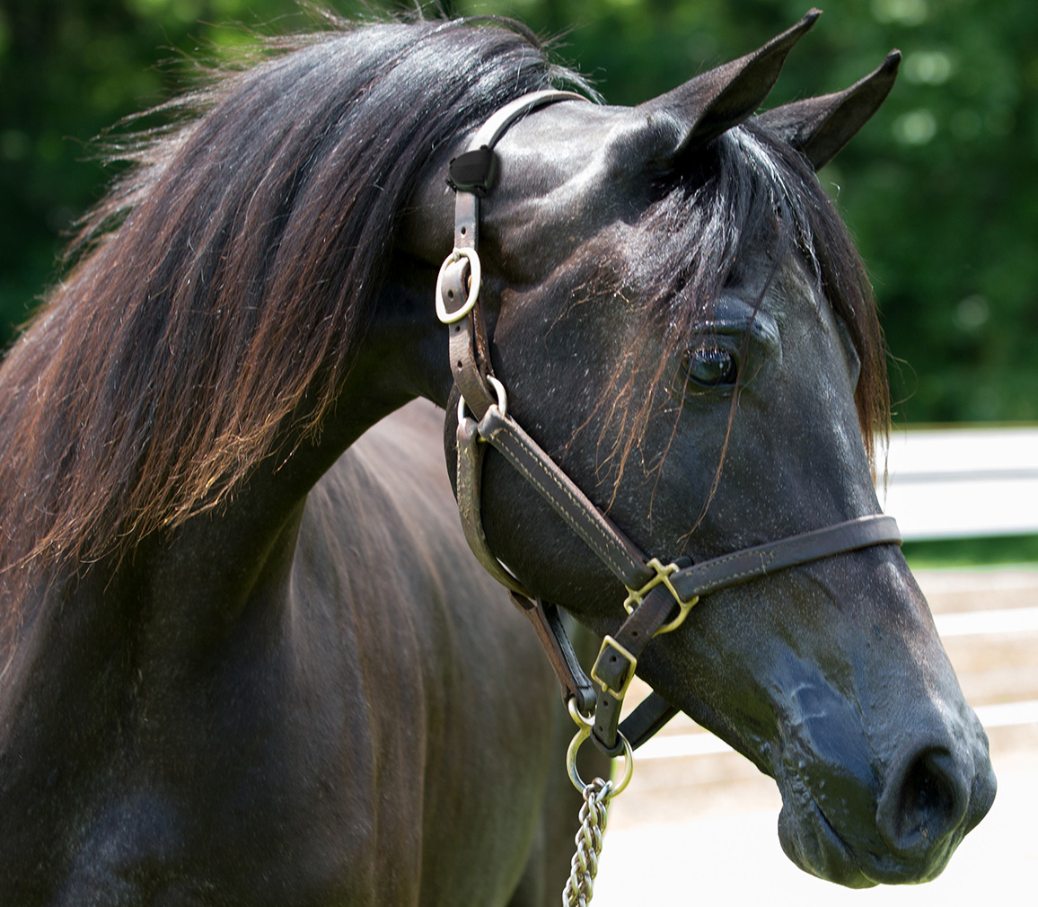 An application scenario or product detail of horse gps tracker - Image 21
