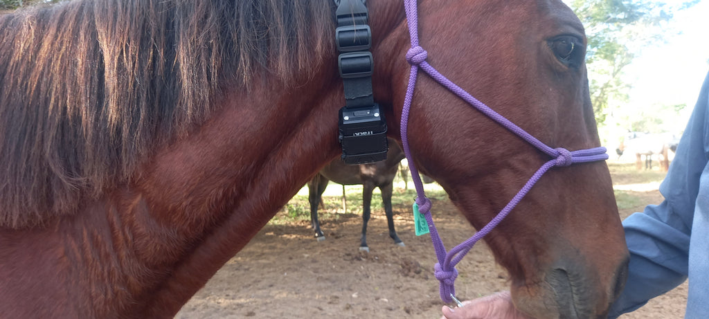 Featured image for the horse gps tracker guide