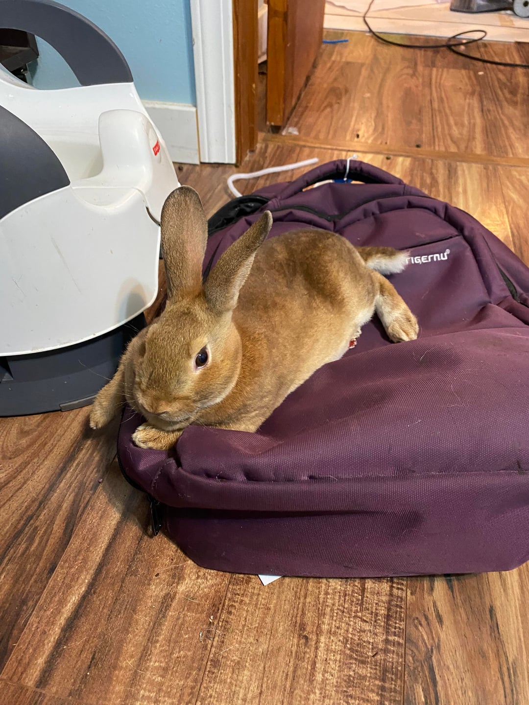 An application scenario or product detail of how can i tell if my bunny is happy - Image 11