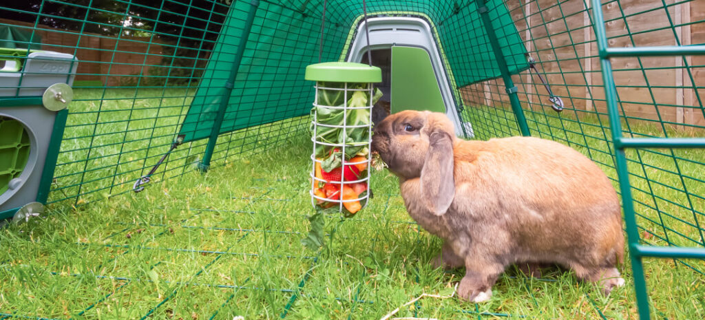 An application scenario or product detail of how can i tell if my rabbit is happy - Image 18