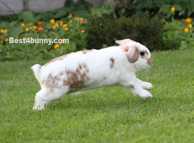An application scenario or product detail of how can you tell if your rabbit is happy - Image 24