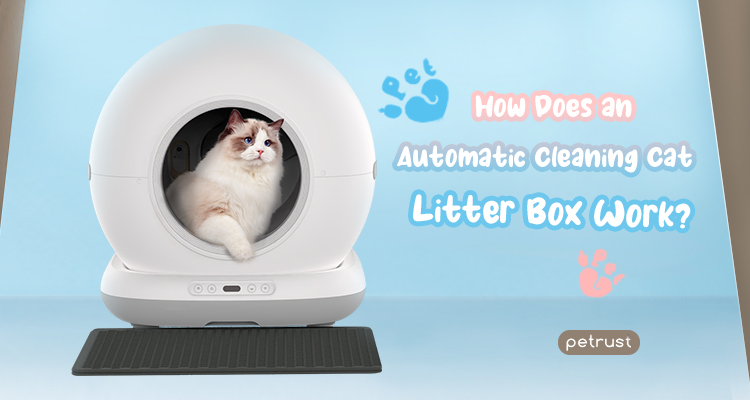 Featured image for the how do automatic litter boxes work guide
