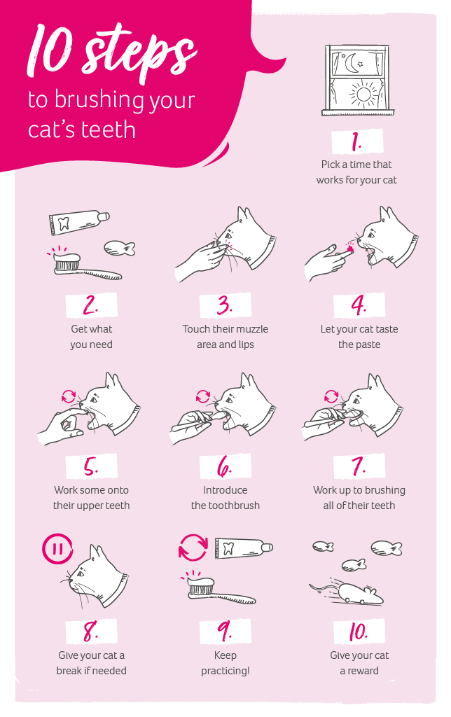 Featured image for the how do i brush my cat's teeth guide