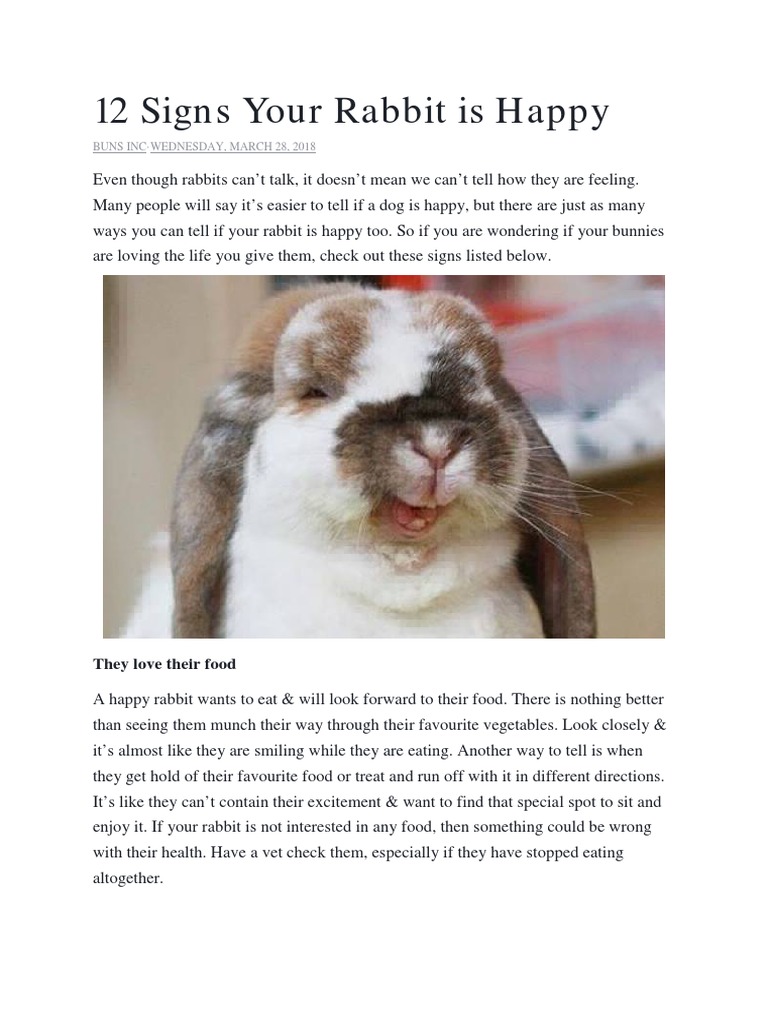 An application scenario or product detail of how do i know if my bunny is happy - Image 12