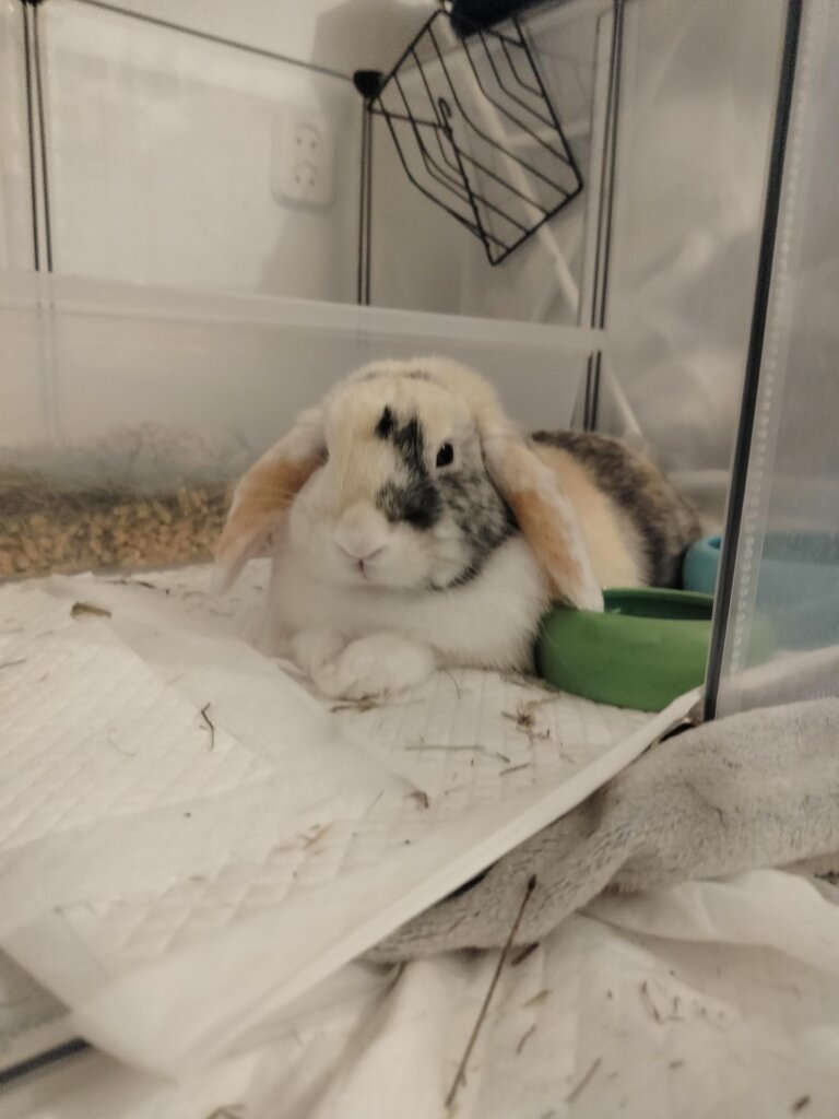 Featured image for the how do i know if my rabbit is happy guide