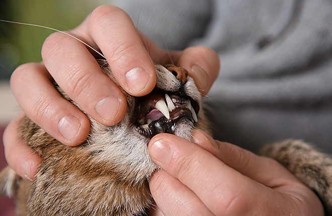 An application scenario or product detail of how do you brush cats teeth - Image 6