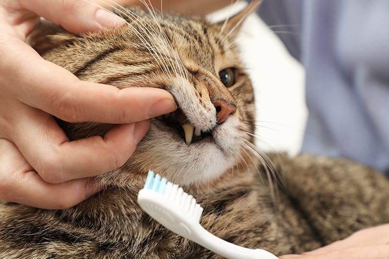 An application scenario or product detail of how do you brush cats teeth - Image 14