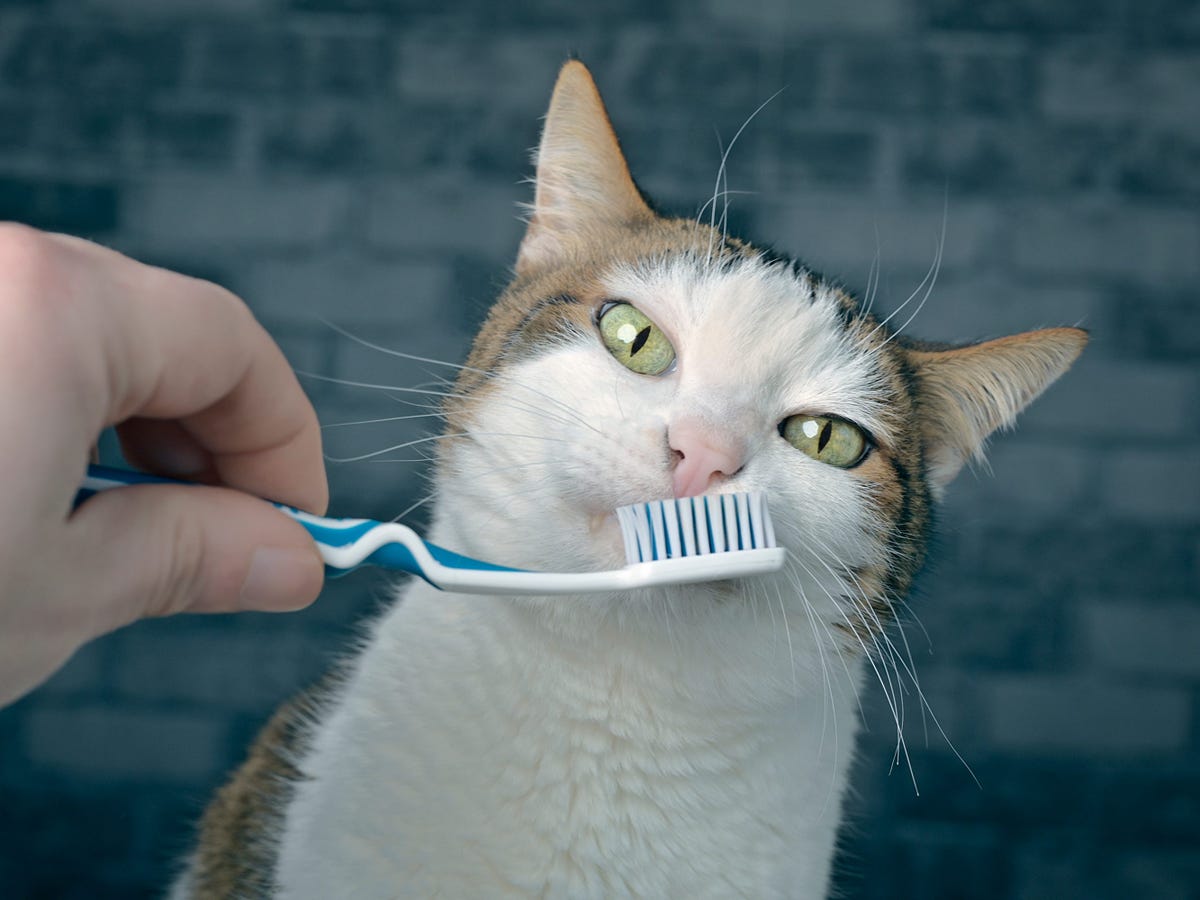 An application scenario or product detail of how do you brush cats teeth - Image 19