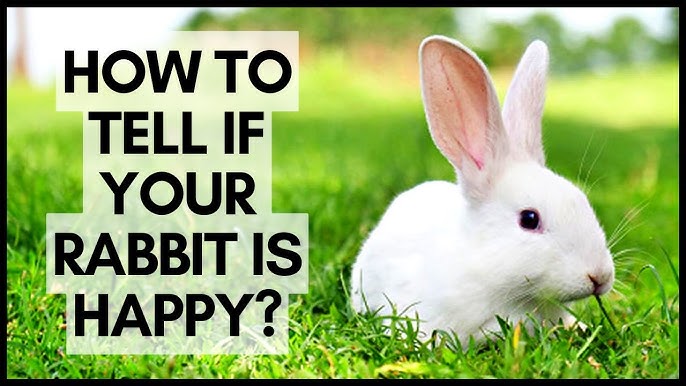 An application scenario or product detail of how do you know if a rabbit is happy - Image 2