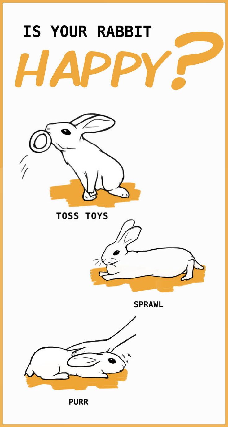 An application scenario or product detail of how do you know if a rabbit is happy - Image 19
