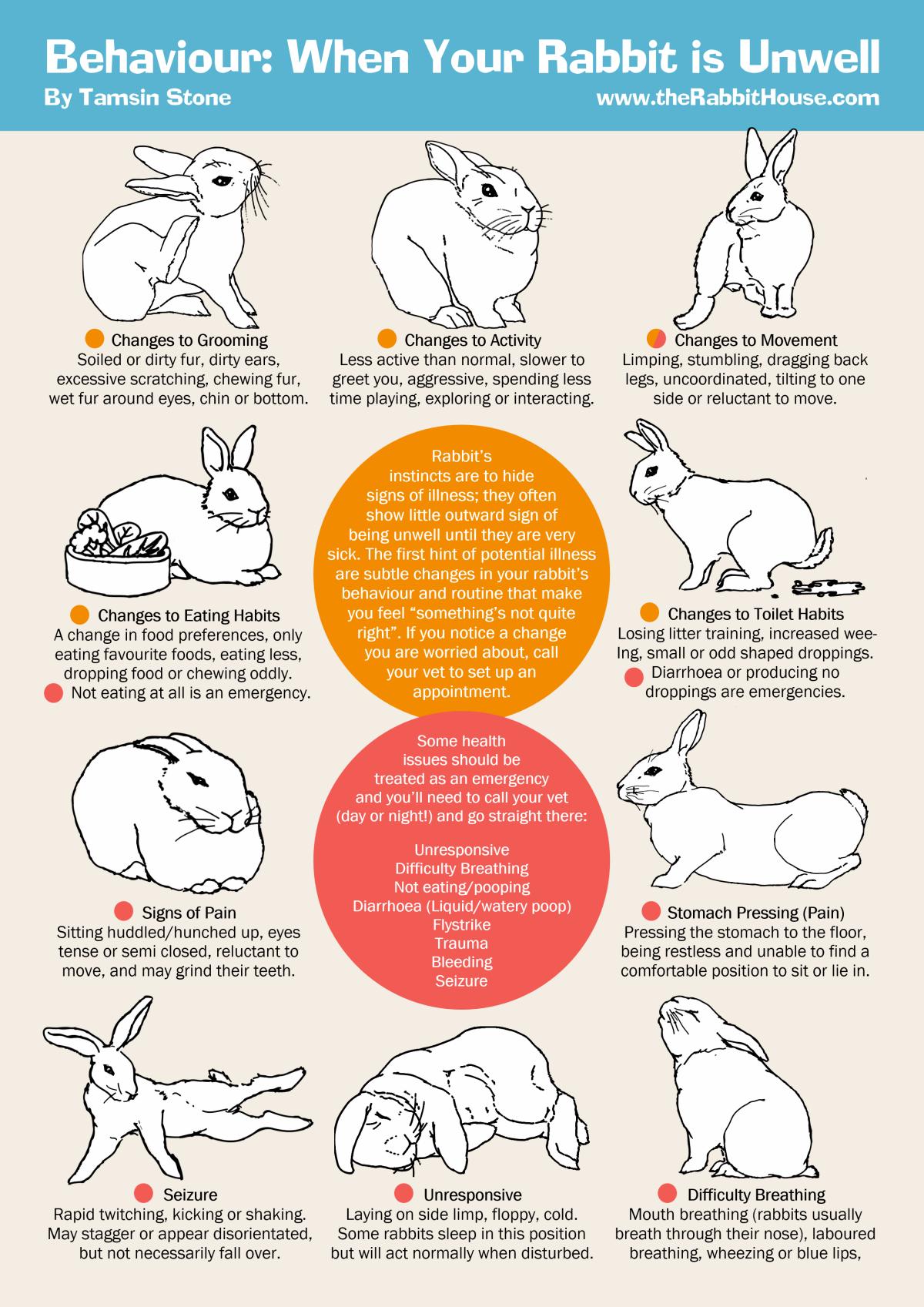 An application scenario or product detail of how do you know if your rabbit is happy - Image 8