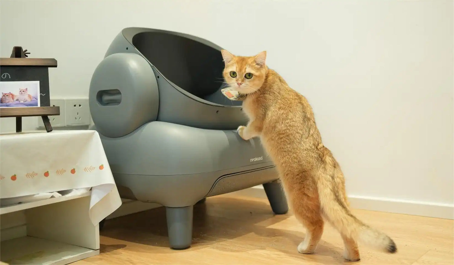 An application scenario or product detail of how does self cleaning litter box work - Image 2