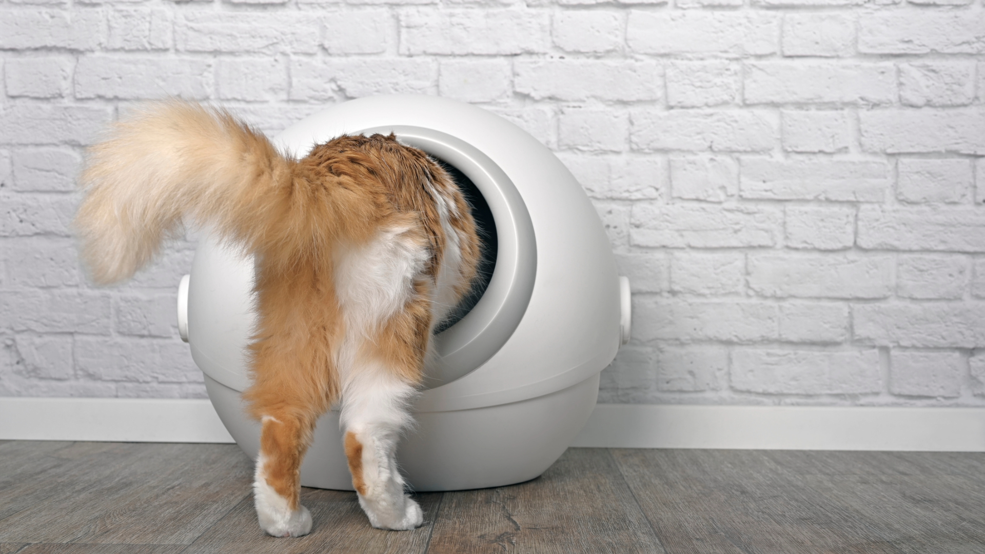 An application scenario or product detail of how does self cleaning litter box work - Image 18