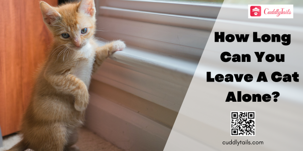An application scenario or product detail of how long can a cat stay alone - Image 6