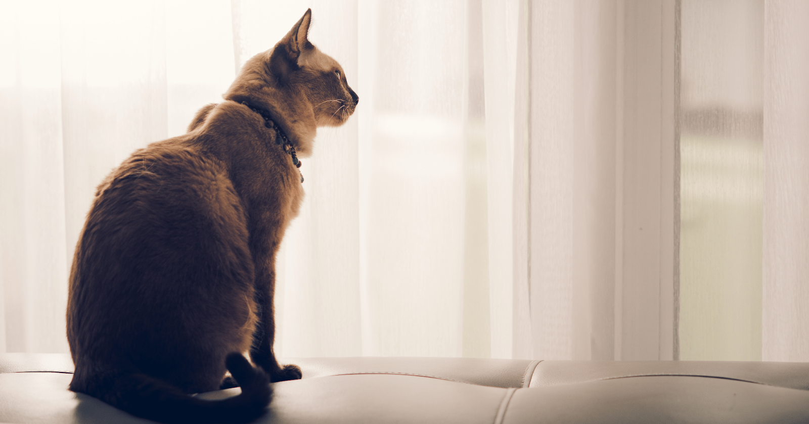 An application scenario or product detail of how long can a cat stay alone - Image 20