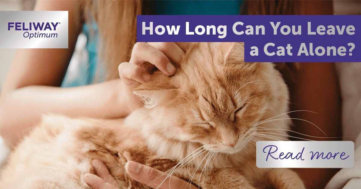 An application scenario or product detail of how long can cats be left alone - Image 7