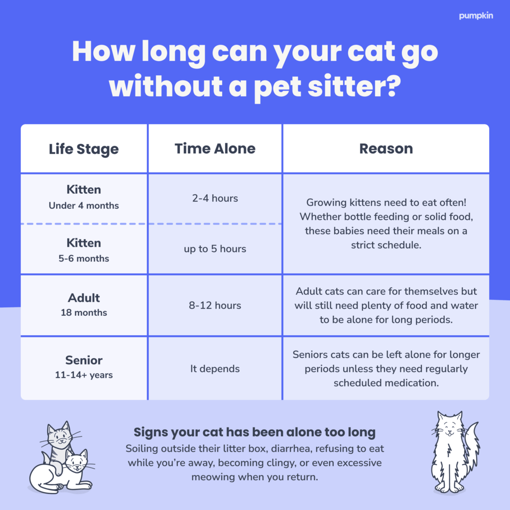 Featured image for the how long can cats be left alone guide